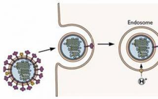La replicación del virus de la influenza ocurre en